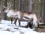 reindeer-a-common-sight-in-lapland